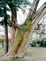 空襲で焼けたキササゲの写真