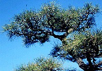 市の木 まつの写真