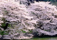 市民の花木 さくらの写真