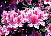 市の花 つつじの写真
