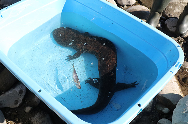 オオサンショウウオ調査隊の写真