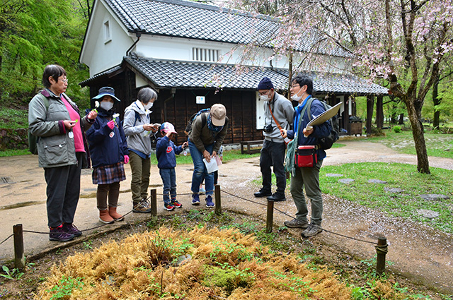 「植物博士と歩く！春の植物観察会〜スミレ～」の写真