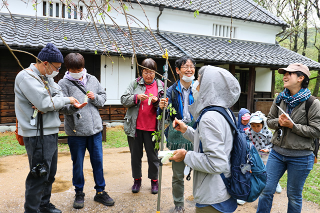 「植物博士と歩く！春の植物観察会〜スミレ～」の写真