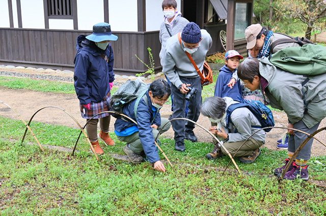 「植物博士と歩く！春の植物観察会〜スミレ～」の写真