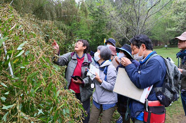 「植物博士と歩く！春の植物観察会〜スミレ～」の写真