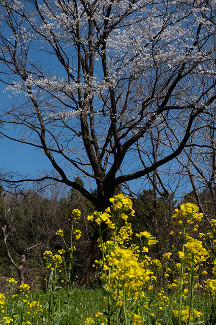 新境川の桜の写真