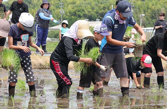 稲作体験「田植え体験」の写真