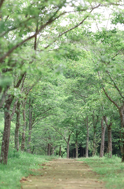 各務野自然遺産の森の写真