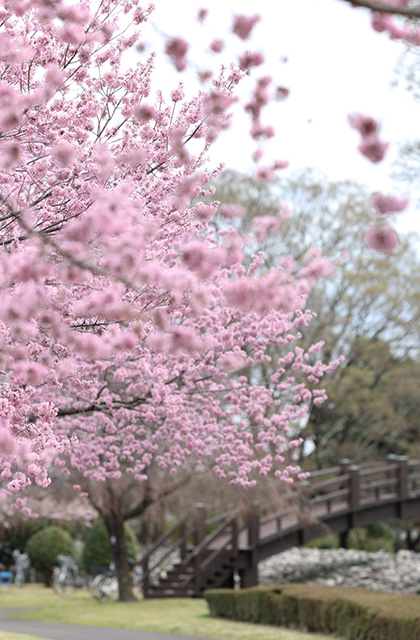 浄化センターの桜の写真