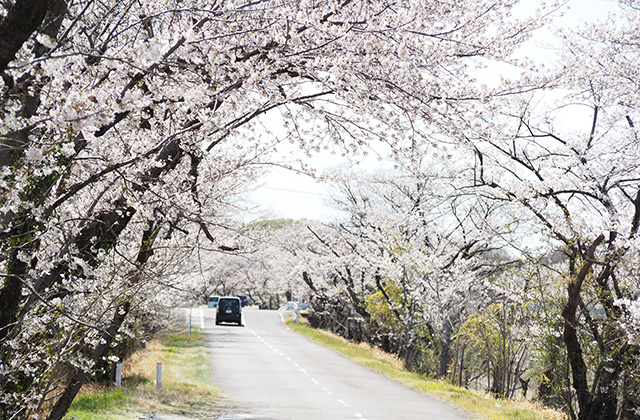 三井山周辺の桜の写真
