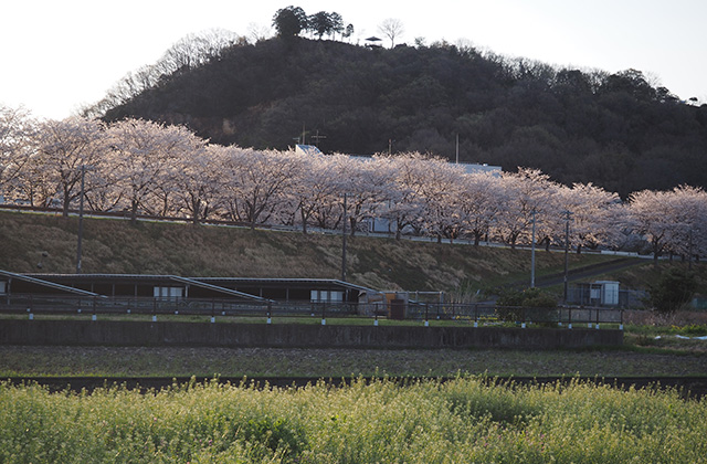 三井山周辺の桜の写真