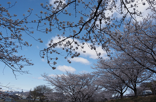 三井山周辺の桜の写真