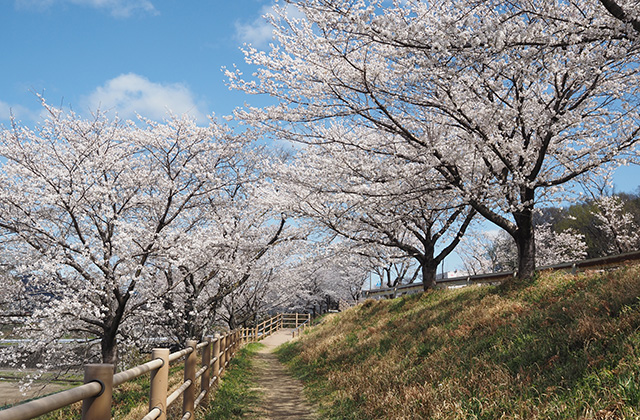 三井山周辺の桜の写真