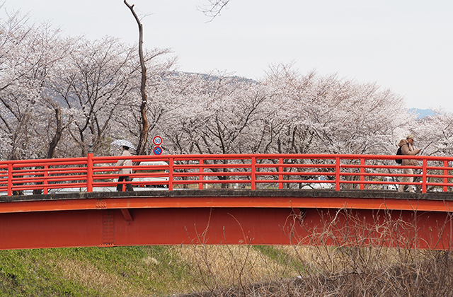 三井山周辺の桜の写真