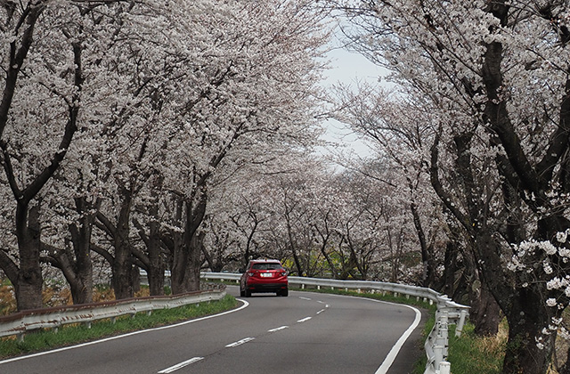 三井山周辺の桜の写真