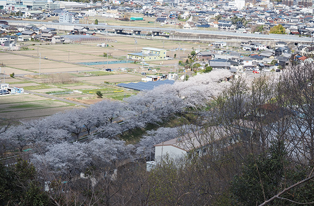 三井山周辺の桜の写真