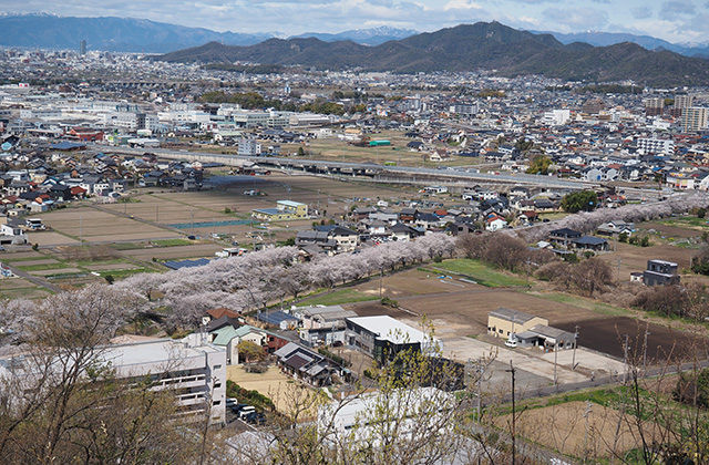 三井山周辺の桜の写真